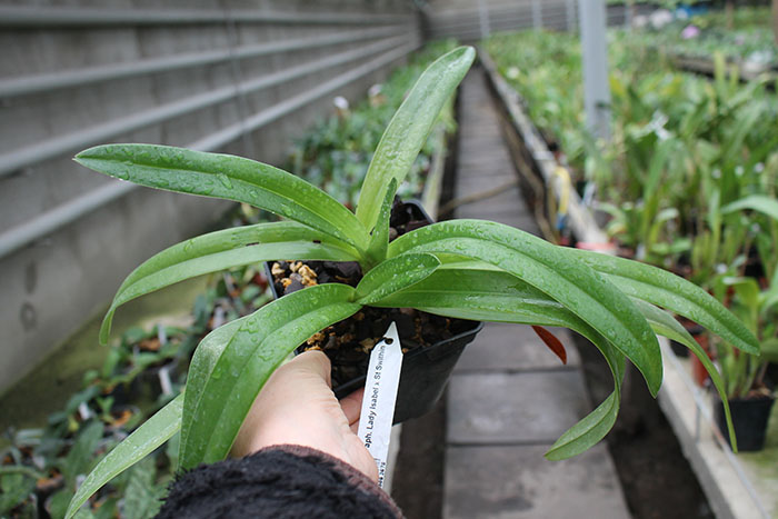 Paphiopedilum Lady Isabel x St Swithin.jpg