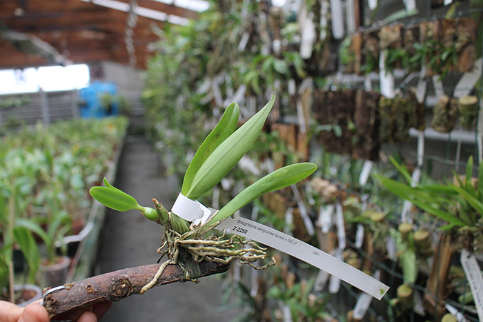 Broughtonia sanguinea aurea.jpg