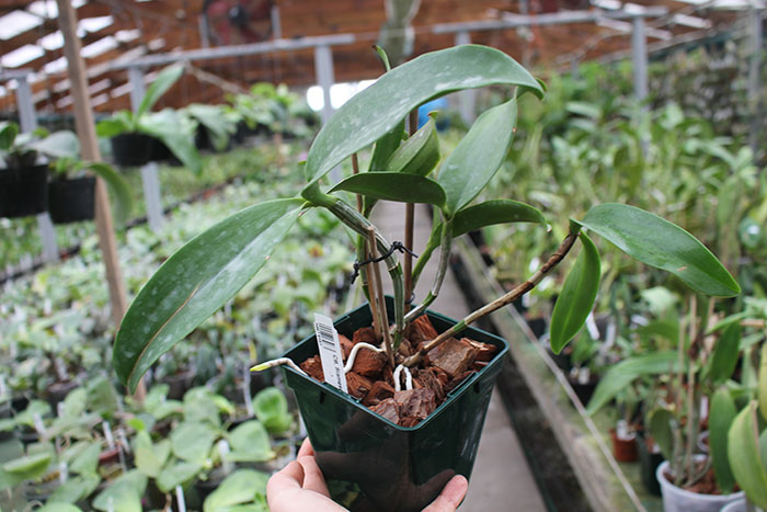 Cattlianthe Siamese Doll 'Kiwi'.jpg