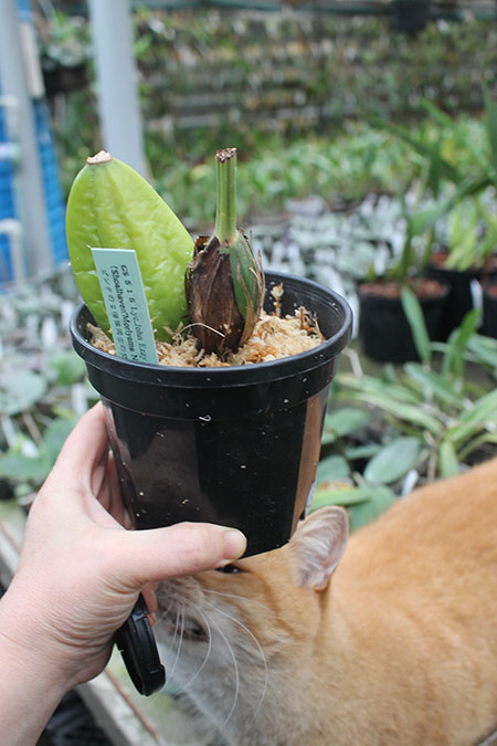 Lycaste John Ezzy.jpg