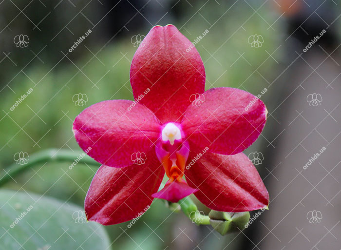 Phalaenopsis Mituo Sun 'Mituo #1' x Ld's Bear King 'YK-10'.jpg