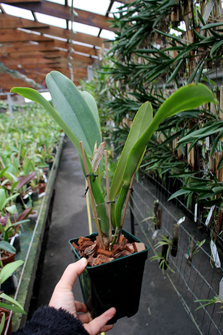 Cattleya labiata 'Vera Cristina' x Cattleya labiata lilas 'Borges'.jpg