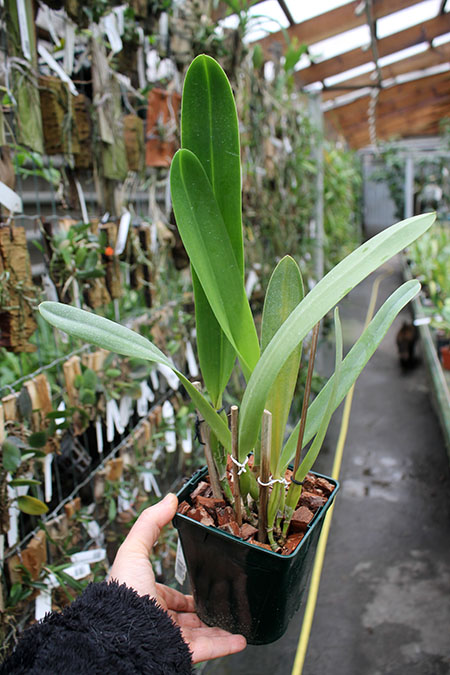 Laelia crispa carnea 'Mignon' x self.jpg