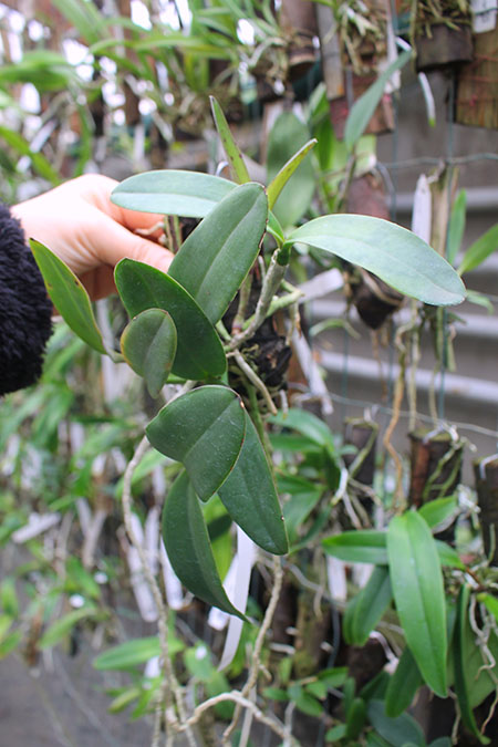 Cattleya schilleriana 'Ibiraçú' x Cattleya schilleriana 'Daniel Endringer'.jpg