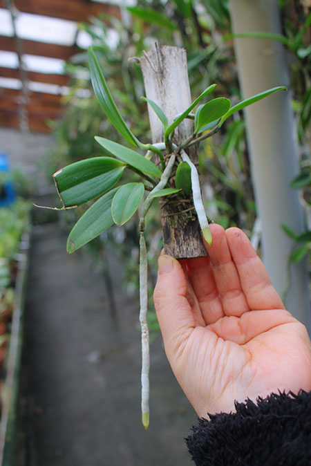 Cattleya aclandiae escura 'Minha nega' x self.jpg