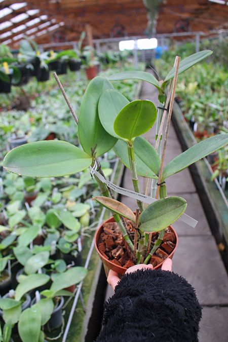 Cattleya amethystoglossa 'Lorena' x amethystoglossa 'Jubarte'.jpg