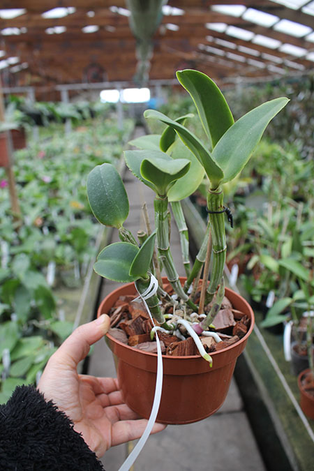 Cattleya intermedia orlatao 'AWZ' x intermedia 'Quantum'.jpg