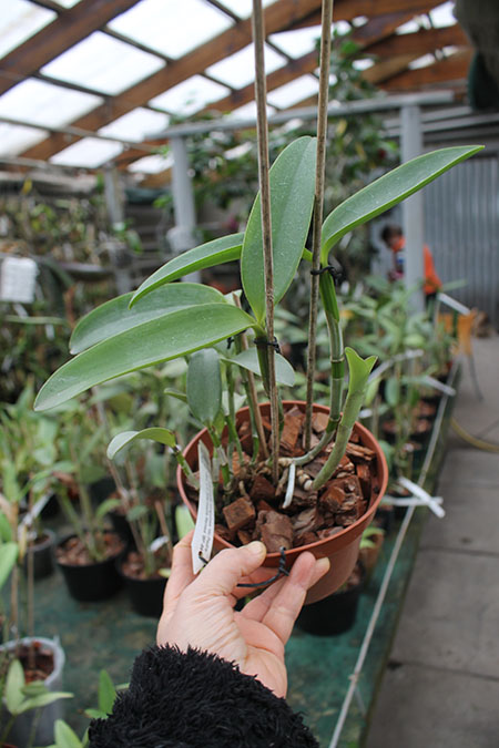 Cattleya intermedia sanguinea 'do Padre Vitus' x Cattleya intermedia flamea 'BF-96'.jpg