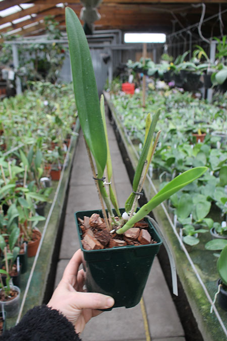 Cattleya warscewiczii coerulea 'La Floresta' x self.jpg