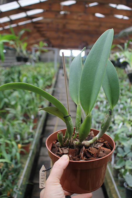 Cattleya trianae tipo 'Giant' x Cattleya trianae (Rolf Altenburg x Vitoria Castro).jpg