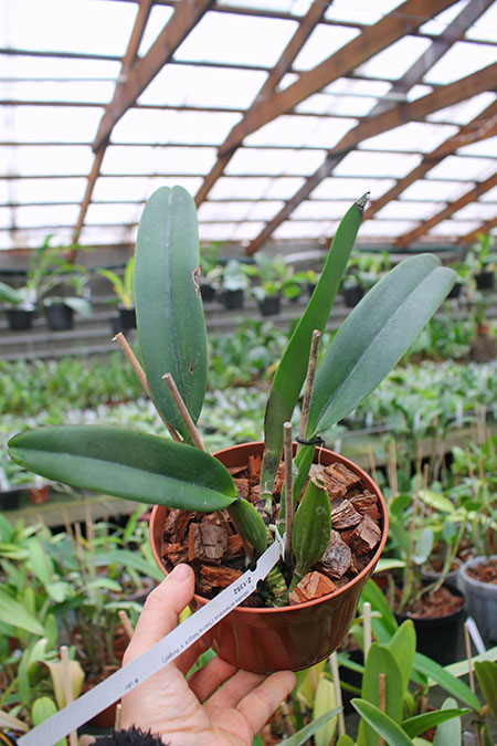 Cattleya labiata amesiana concolor 'Serra Negra' x Cattleya labiata amesiana 'Angel' (Z-43).jpg