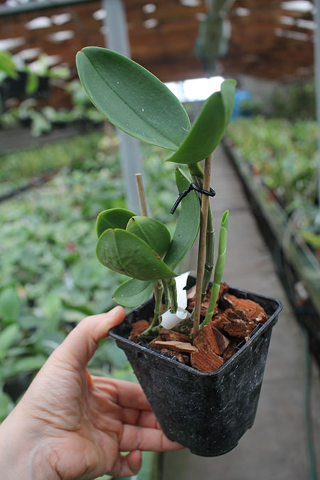 Cattleya guttata albina 'Interlagos' x SELF.jpg