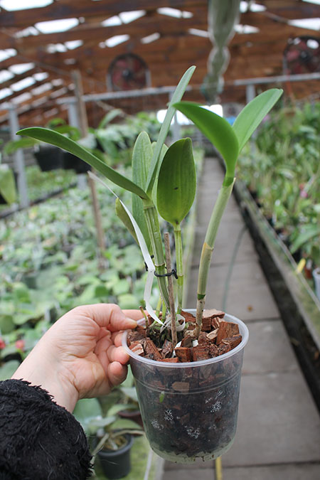 Cattleya leopoldii albina 'Dr Kley' x SELF.jpg
