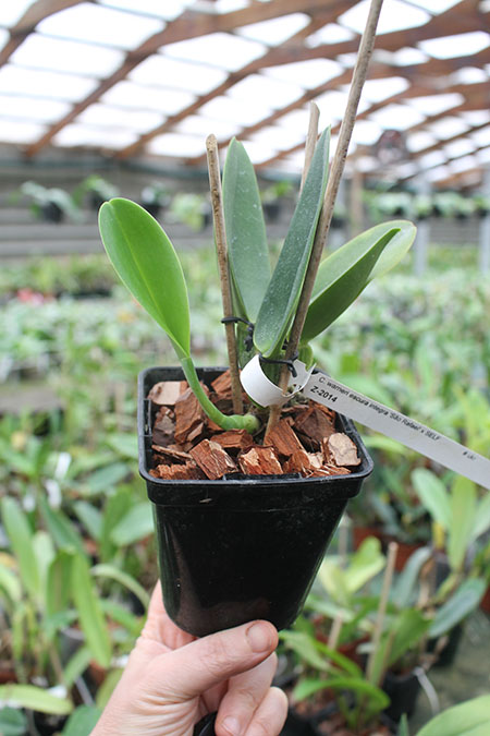 Cattleya warneri escura integra 'Sao Rafael' x SELF.jpg