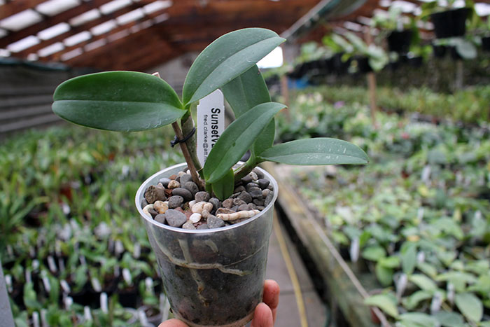 Cattleya leopoldii 'SVO Prince' x leopoldii 'Paul'.jpg