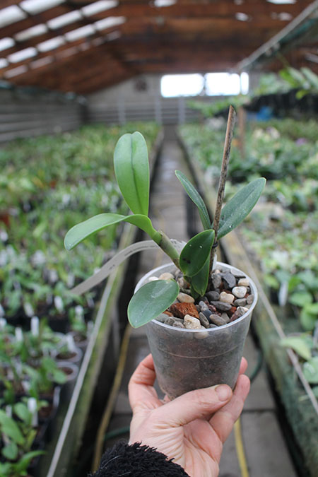 Cattleya loddigesii alba 'Z-492' x Brassavola glauca.jpg