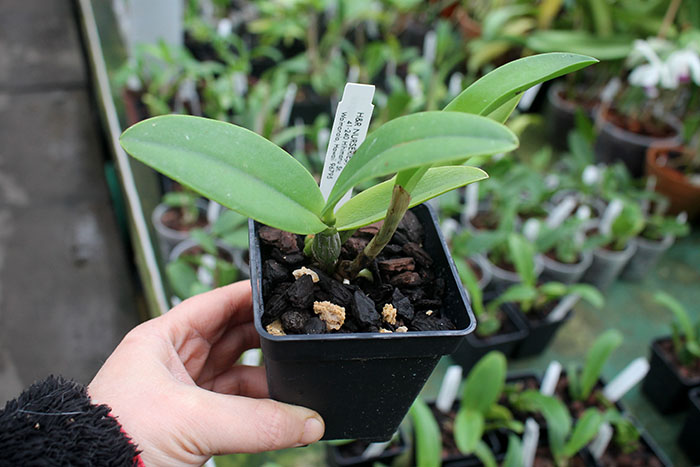 Cattleya Orchidglade x Laelia milleri.jpg