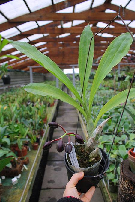 Fredclarkeara Twin Peaks (Fredclarkeara Dark There After 'SVO Crazy Good' x Catasetum Orchidglade 'Davie Ranches').jpg
