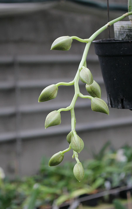 Clowesetum JEM’S Dragon Tears 'SVO' x Catasetum Orchidglade 'Davie Ranches'.jpg
