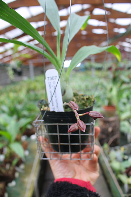 Clowesia Rebecca Northen 'Grapefruit Pink' x Catasetum cirrhaeoides 'SVO Darkness'.jpg