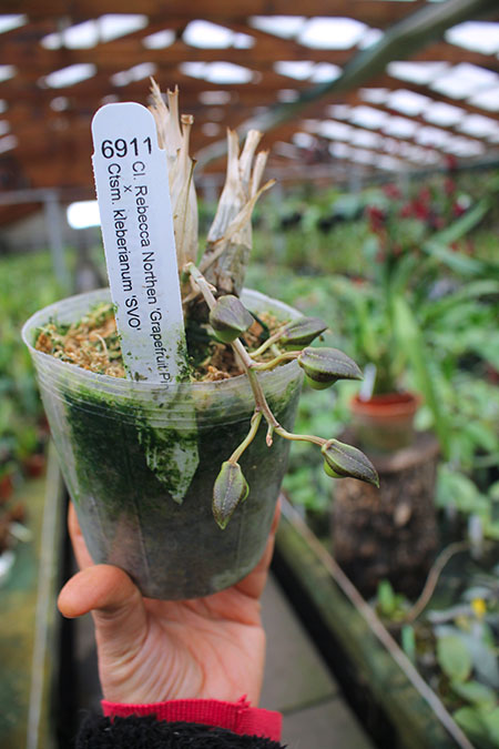 Clowesia Rebecca Northen 'Grapefruit Pink' x Catasetum kleberianum 'SVO'.jpg