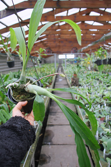 Catasetum arietinum dark 'Campana'.jpg