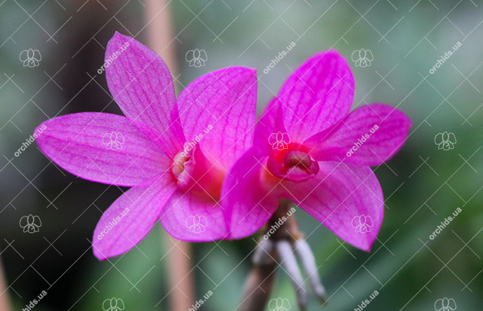 Dendrobium sulawesiense x lawesii 'Orange'.jpg