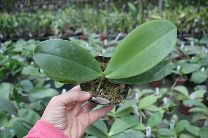 Phalaenopsis Coral Isles x Phalaenopsis corningiana.jpg