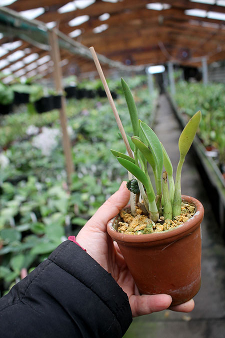 Laelia lucasiana.jpg