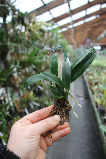 (Sophrocattleya Beaufort x Laeliocattleya Orglade’s Glow) 'Kewpie'.jpg