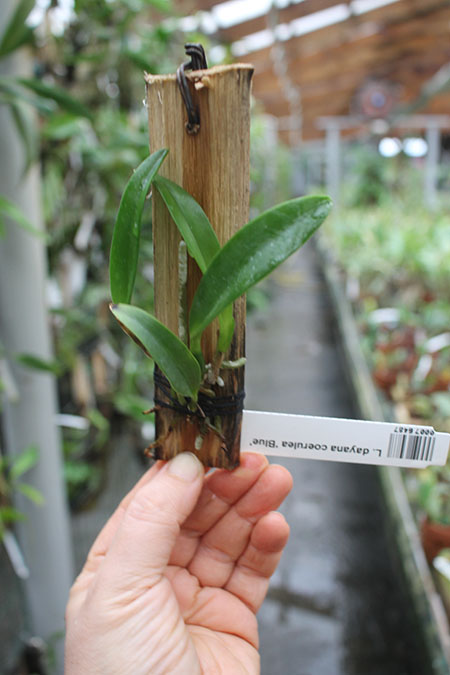 Laelia dayana coerulea 'Blue'.jpg