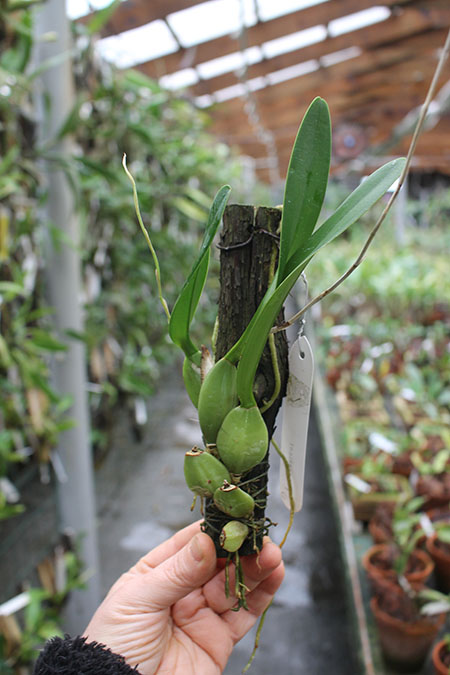 Laelia rubescens semi alba.jpg