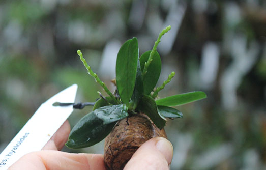 Aerangis hyaloides.jpg