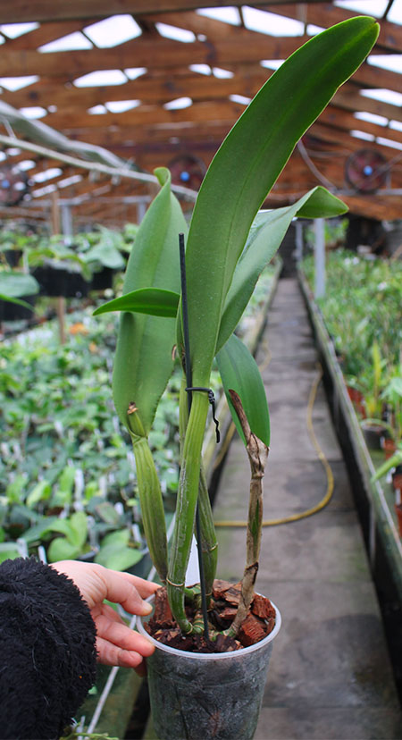 Brassolaeliocattleya Young Kong 'Sun No16'.jpg