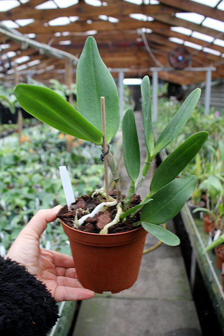 Brassolaeliocattleya Waianae Leopard x Cattleya Corcovado.jpg