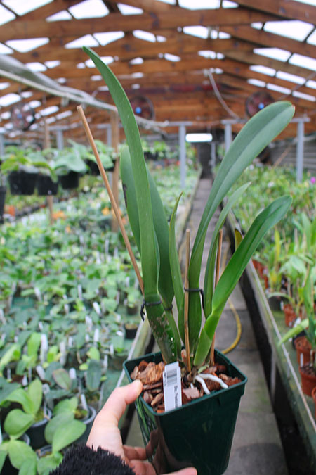 Brassolaeliocattleya Pastoral Innocence.jpg