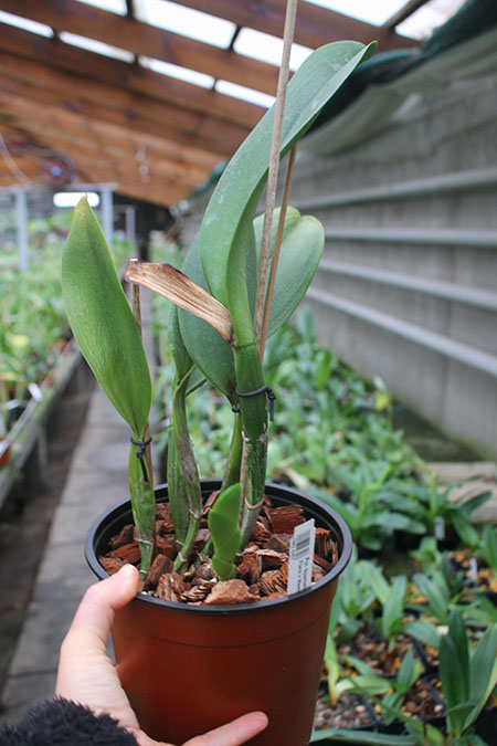 Potinara Spanish Eyes 'Tian Mu' (Apricot Flare x Memoria Wang Tzu-Chang).jpg