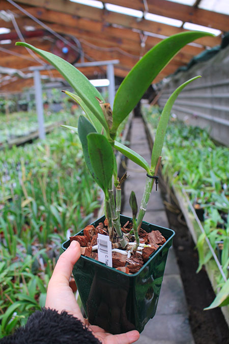 Cattleya Tian Mu 'Sesame'.jpg