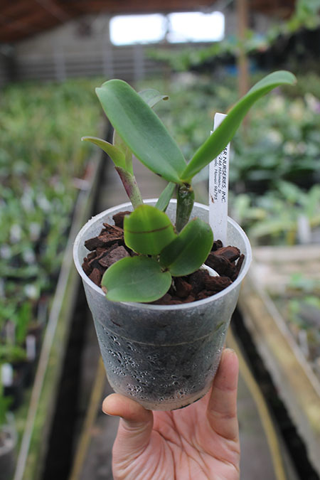 Cattleya amethystoglossa 4N ('HR Super Spots' x 'Big Spots').jpg