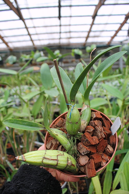 Laelia autumnallis.jpg