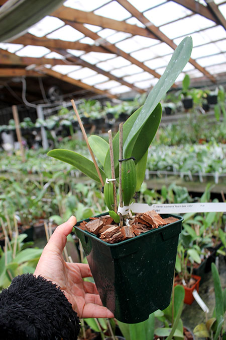 Cattleya warneri suavissima 'Ricardo Bells' x SELF.jpg