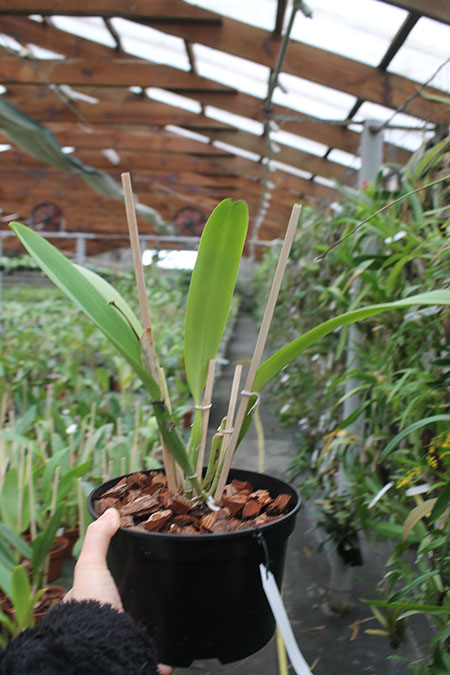 Cattleya labiata alba 'Otima' XXX x Cattleya labiata roxo bispo 'Urbano.jpg
