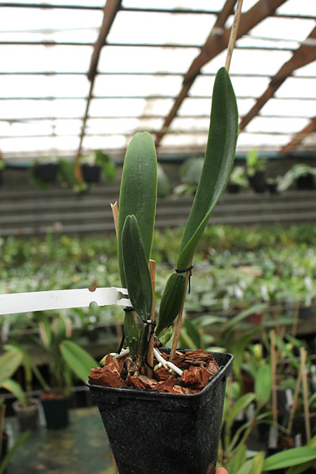 Cattleya trianae concolor 'Z-153- Nr 1' x trianae concolor 'Z-153- Nr 2'.jpg