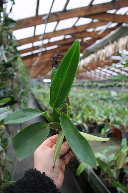 Rhynchostele maculatum.jpg