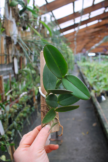 Cattleya schilleriana 'Surpresa' x 'Preciosa'.jpg