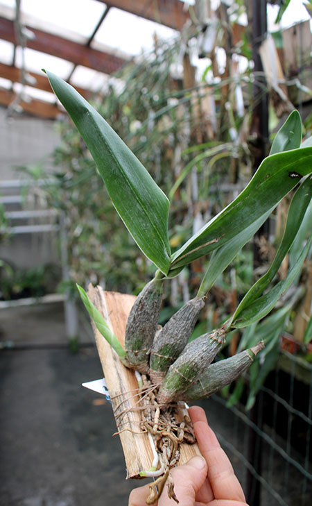 Encyclia citrina.jpg