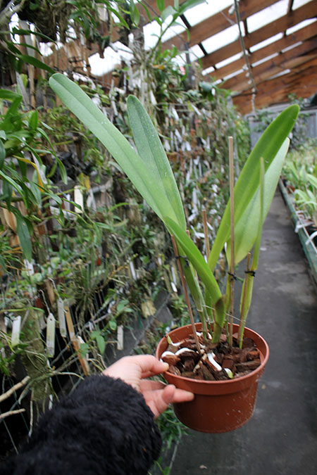 Laelia tenebrosa vinicolor x Laelia tenebrosa 'Richard'.jpg