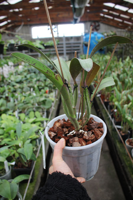Cattleya lueddemanniana rubra 'Dark Giant' x self.jpg