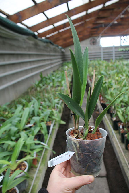 Brassocattleya Jairak Canary x Encyclia randii.jpg
