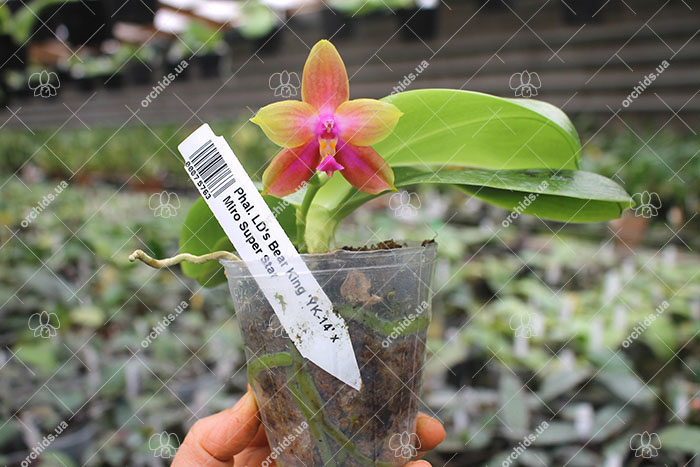 Phalaenopsis LD's Bear King 'YK-14' x Miro Super Star.jpg